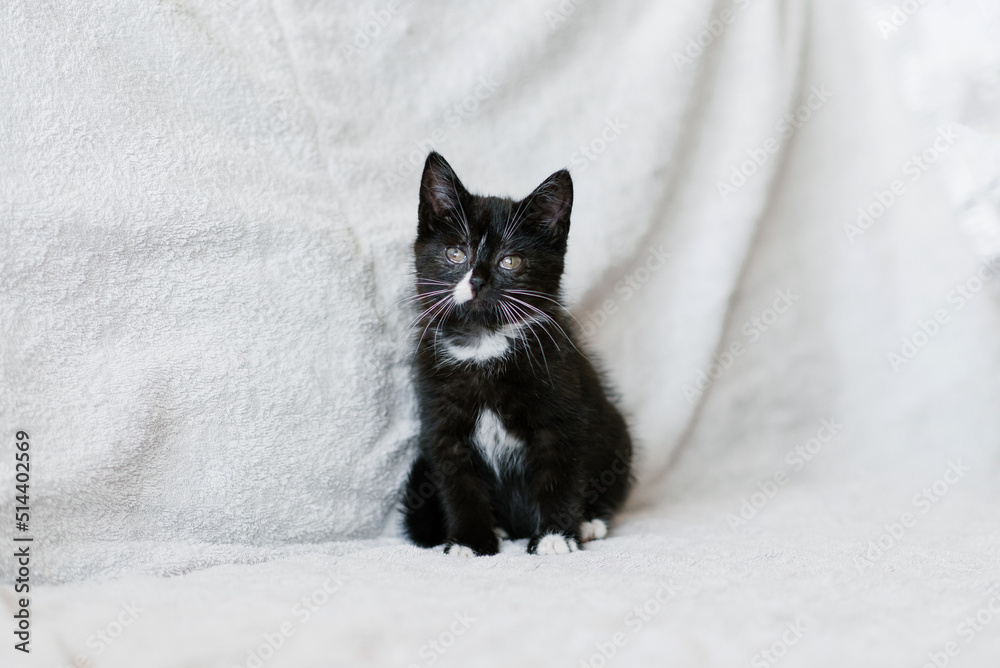 Wall mural Black with white spots little cat sitting on the couch