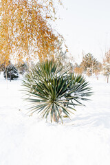 Snow-covered yucca grows in the city