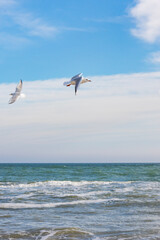 seagulls in flight