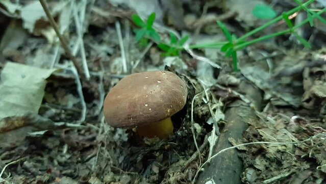 Penny Bun, Cep, Porcini mushroom in natural environment (Boletus Edulis) - (4K)