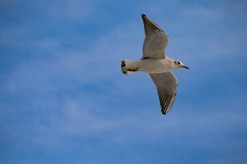 seagull in flight