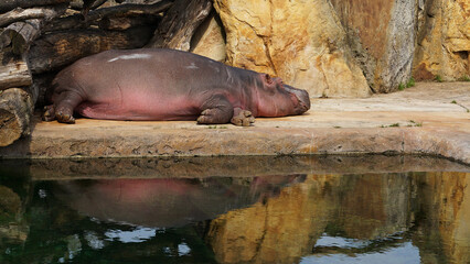 Single adult hippo animal lying in zoo enviroment mirroring in lake, hippopotamus