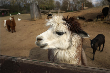 South American lama with white hair on farm