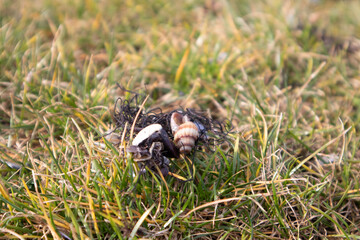 Something and a shell