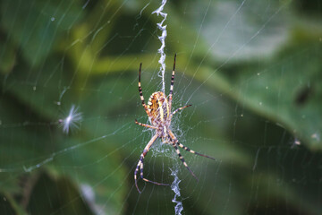 spider on web