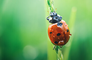Cute ladybug on grass on green background in macro with copy space