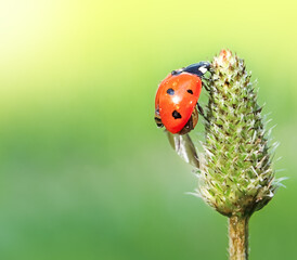 Red ladybug on a green defocused background on a plant in macro with copy space