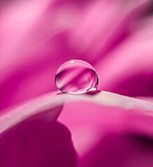 Water drop on pink flower petal in macro