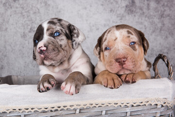 Two Louisiana Catahoula Leopard Dogs puppies on gray background