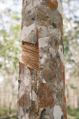 rubber tree in the park