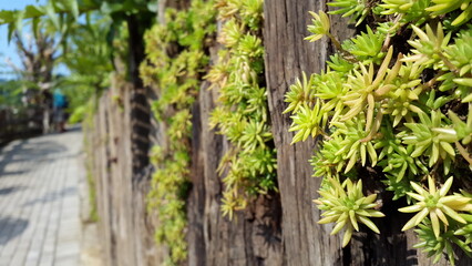 Obraz premium Green Sedum (Stonecrop) at the wall