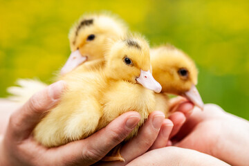 Three fluffy ducklings in the hands, fluffy chicks.