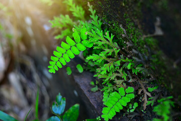 Leaves of Adiantum capillus veneris (venus hair fern) near waterfall
