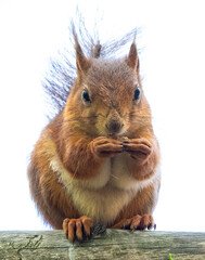 Red, fluffy squirrel eats a nut, close-up.