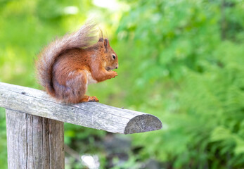 Red, fluffy squirrel eats a nut, close-up.