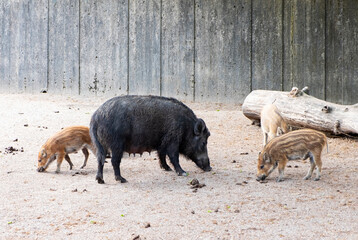 Fototapeta premium Family of wild boars, boar and little piglets.