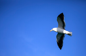 Seagull flying and gliding over the Atlantic Ocean in search of food near the coastline of the fynbos coast, this coast is located in South Africa where the Atlantic meets the Indian Ocean.