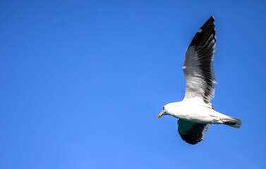 Seagull flying over the Atlantic Ocean in search of food near the coastline of the fynbos coast, this coast is located in South Africa where the Atlantic meets the Indian Ocean.