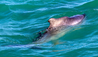 Dolphin swimming in the atlantic ocean near the coastline of the fynbos coast in Gansbaai South Africa, this place is famous for the observation of marine animals.