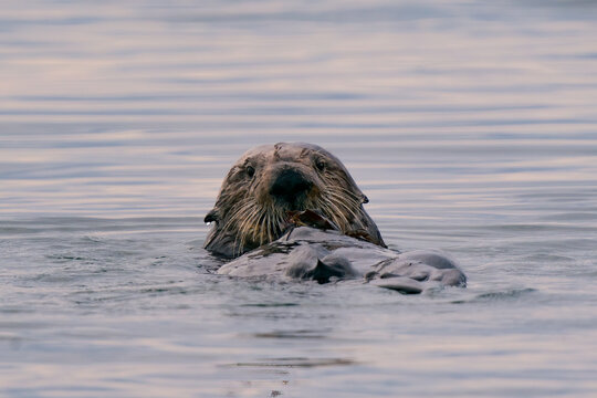 California Sea Otter Eating Crab