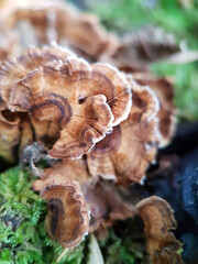 mushroom in the forest