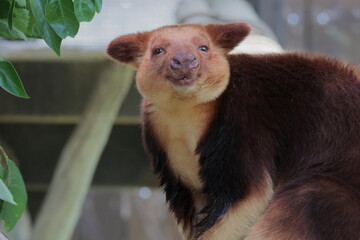 セキジキノボリカンガルー
