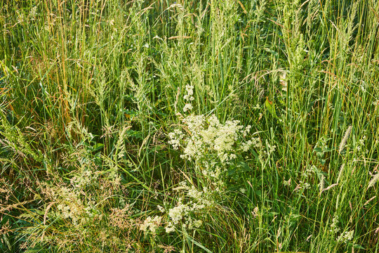 przytulia p&oacute;łnocna ,Galium boreale L.