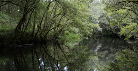 Green forest on the bank of a calm river