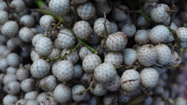 Tropical fruit Calamus tenuis or Canella berries. This climbing palm fruit of some species of Cane tree is edible when ripe. A rare medicinal species are known as bet fruit in Bangladesh. 