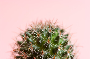 Close up image of a cactus on pink background.