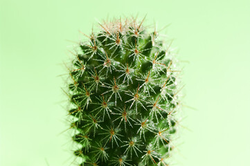 Wet cactus on green background. Close up image of a cactus with water droplets on prickles.