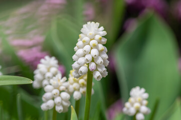 Muscari aucheri grape hyacinth white magic album in bloom, ornamental cultivated flowering springtime bulbous plant