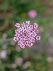 laceflower in my walk by the sea