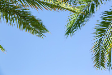 Green palm tree leaves isolated on against the clear blue sky on bright sunny day. The freshness...