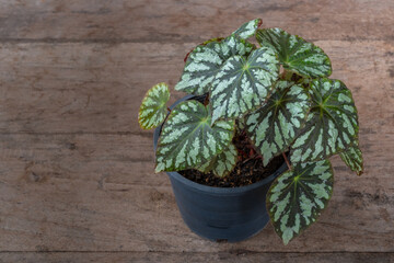 Closeup view of colorful dark green and silver white foliage of begonia rex hybrid isolated on wooden table outdoors