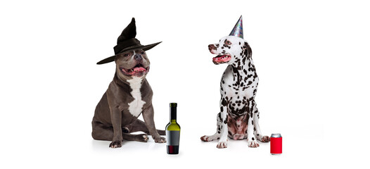 Creative collage. Two dogs having party, celebration, wearing costumes isolated over white background