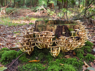 Tree stump overgrown with fungus