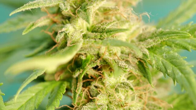 Macro detail of ripe cannabis plant - hemp - in 4K VIDEO. Blooming female marijuana flower with large bud colas and visible brown pistil hairs and amber trichomes. Close-up.