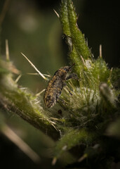 insecto