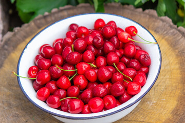 the child holds a bowl with freshly picked cherries.