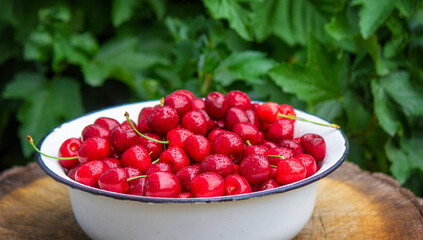 the child holds a bowl with freshly picked cherries.