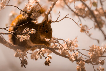 Un &eacute;cureuil &agrave; l'automne
