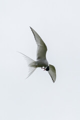 Arctic tern mid flight looking for pray