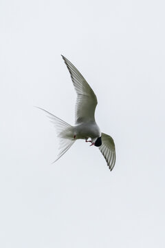Arctic tern mid flight looking for pray