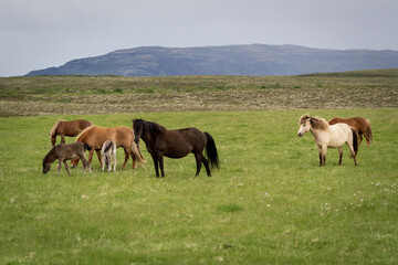 Fototapeta na wymiar small herd of icelandic horses