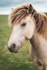 portrait of icelandic horse - 514412975