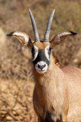 Roan Antelope bull, Game farm, South Africa