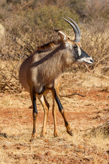 Roan Antelope bull, Game farm, South Africa