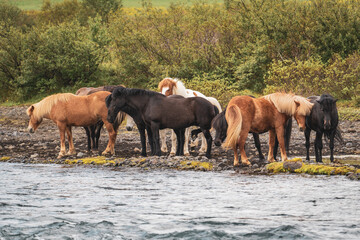 Naklejka premium small herd of icelandic horses