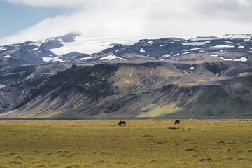 icelandic landscape with horses and glacier in background
